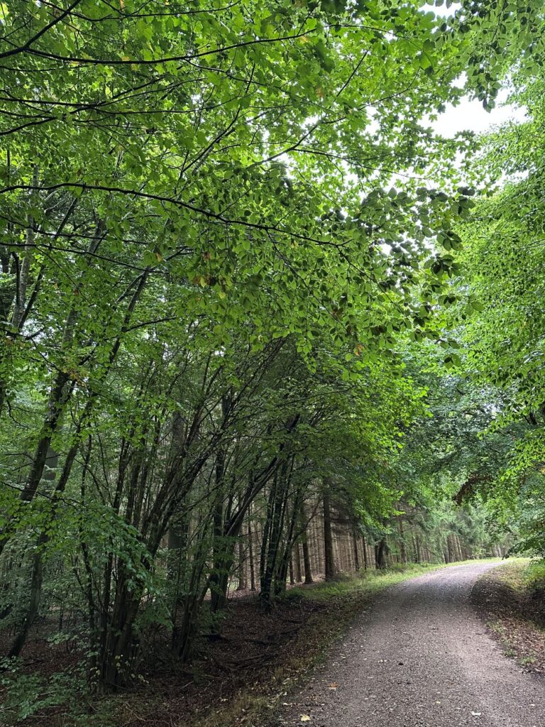 Styrer du dine følelser eller styrer dine følelser dig? | Winchler’s | Coach & Sparringspartner