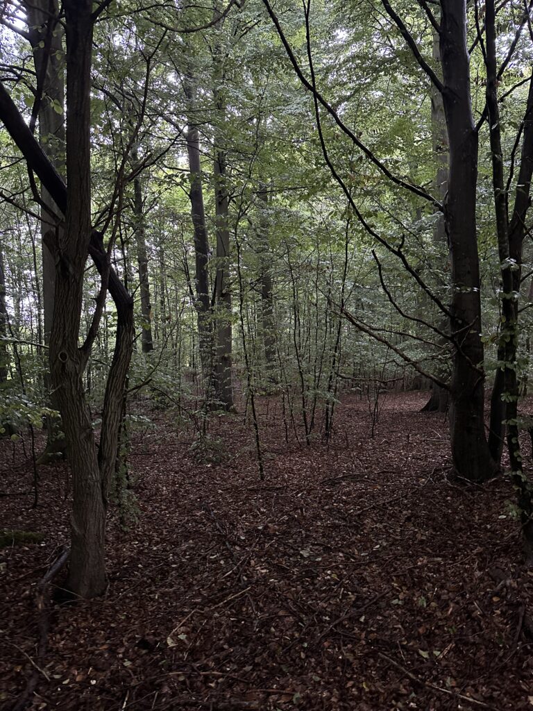 Styrer du dine følelser eller styrer dine følelser dig? | Winchler’s | Coach & Sparringspartner