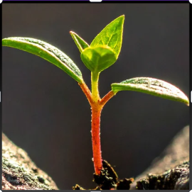 En lille plante spirer fra jorden.